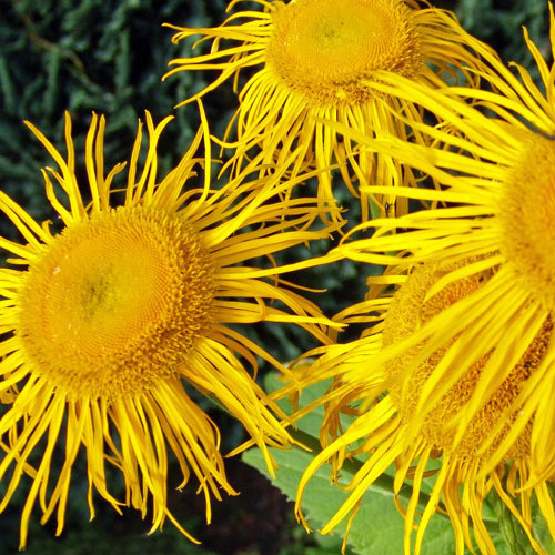 Inula (Peremizs)